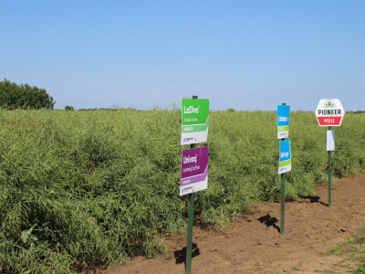 Corteva dan polja na FAZOS pokušalištu