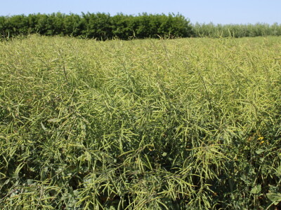 Corteva dan polja na FAZOS pokušalištu