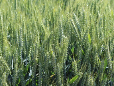 Corteva dan polja na FAZOS pokušalištu