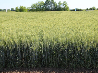 Corteva dan polja na FAZOS pokušalištu