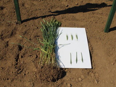 Corteva dan polja na FAZOS pokušalištu