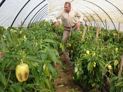 U plasteniku OPG Ćosić