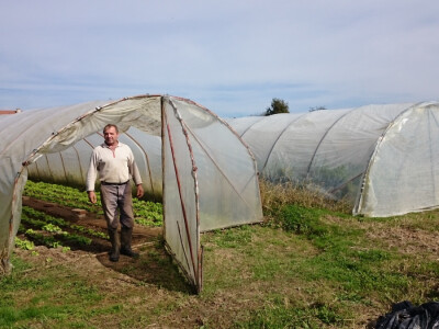 OPG Ćosić ima nekoliko manjih plastenika