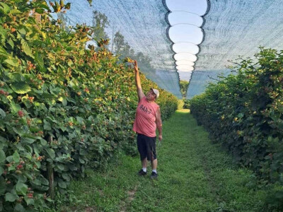 Niska otkupna cena kupine