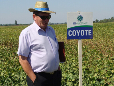 Dan polja šećerne repe Tvornice šećera Viro