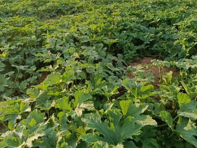 Crkvinska kuća - Gazdinstvo Marinković proivodi bundevu golicu