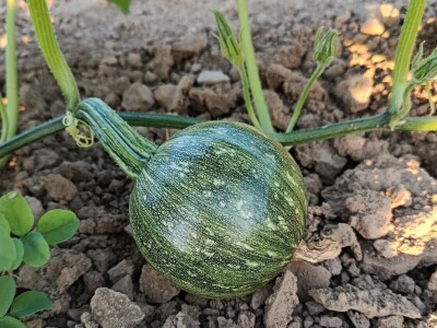 Crkvinska kuća - Gazdinstvo Marinković proivodi bundevu golicu