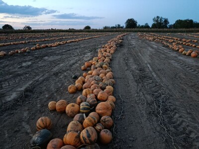 Crkvinska kuća - Gazdinstvo Marinković proivodi bundevu golicu