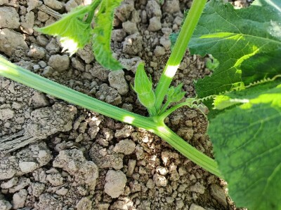 Crkvinska kuća - Gazdinstvo Marinković proivodi bundevu golicu