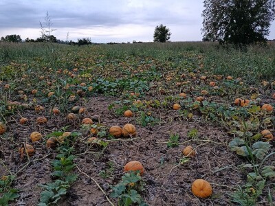 Crkvinska kuća - Gazdinstvo Marinković proivodi bundevu golicu
