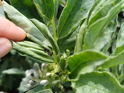 Uzgoj boba - bolesti i štetnici