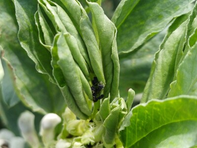 Uzgoj boba - bolesti i štetnici