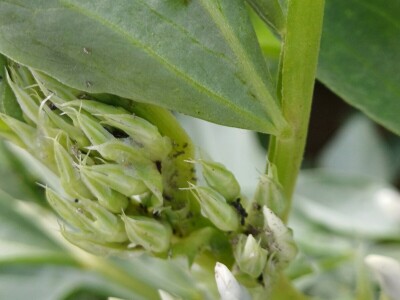 Uzgoj boba - bolesti i štetnici