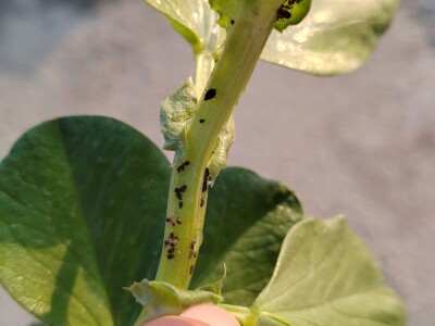 Uzgoj boba - bolesti i štetnici