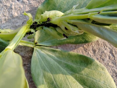 Uzgoj boba - bolesti i štetnici