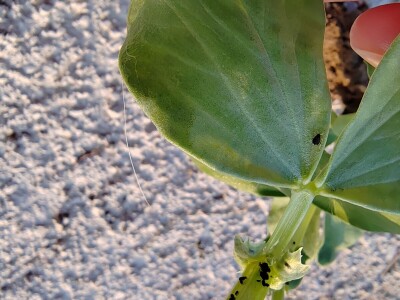 Uzgoj boba - bolesti i štetnici