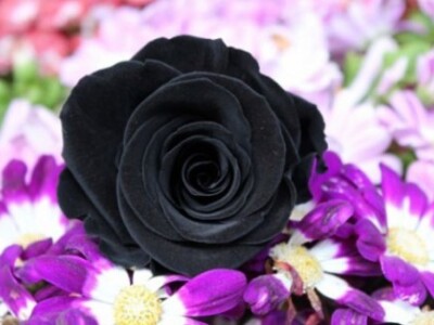 Najbolje dolaze do izražaja uz cvijeće drugih boja