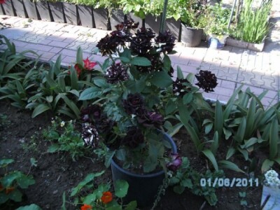 Neki ih uzgajaju i u teglama