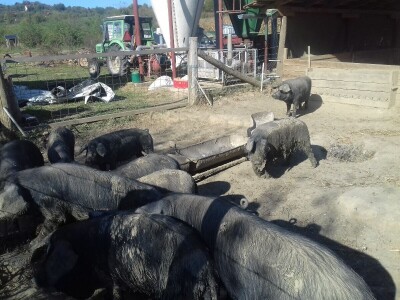 crna slavonska svinja u Trnavi