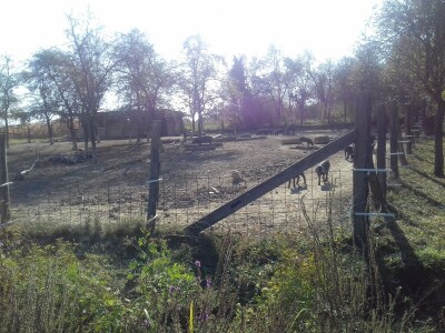 crna slavonska svinja u Trnavi