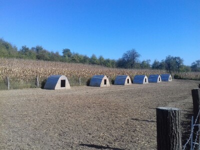 crna slavonska svinja u Trnavi