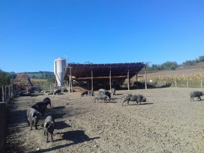 crna slavonska svinja u Trnavi