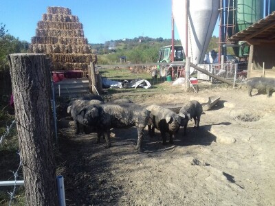 crna slavonska svinja u Trnavi