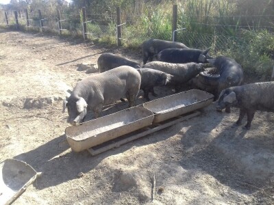crna slavonska svinja u Trnavi
