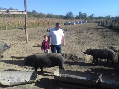 crna slavonska svinja u Trnavi