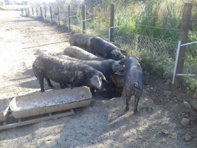 crna slavonska svinja u Trnavi