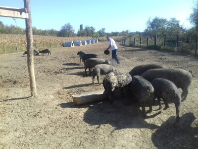 crna slavonska svinja u Trnavi