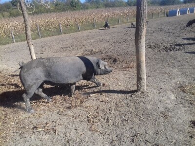 crna slavonska svinja u Trnavi