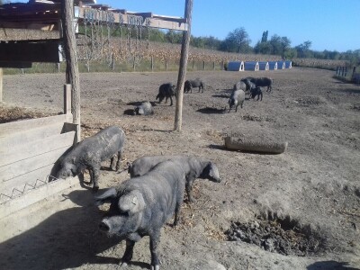 crna slavonska svinja u Trnavi