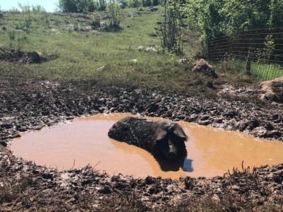 Crna svinja (fajferica) - Terra Mater