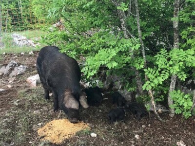 Crna svinja (fajferica) - Terra Mater