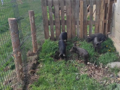 Crna svinja (fajferica) - Terra Mater