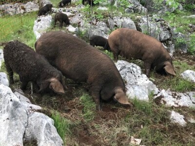 Crna svinja (fajferica) - Terra Mater