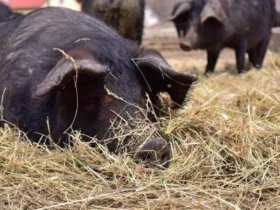 Crna svinja (fajferica) - Terra Mater