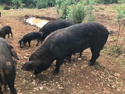 Crna svinja (fajferica) - Terra Mater