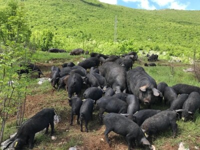 Crna svinja (fajferica) - Terra Mater