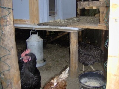 Crne koke za zelena jaja