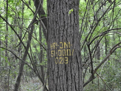 Crni orah