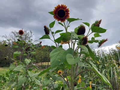 Crni suncokret Crni suncokret