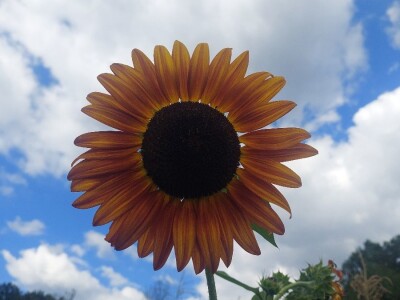 Crni suncokret Crni suncokret