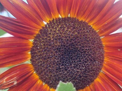 Crni suncokret Crni suncokret