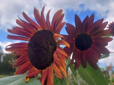 Crni suncokret Crni suncokret