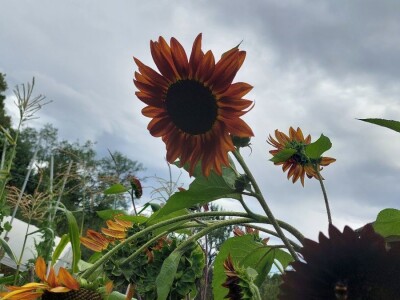 Crni suncokret Crni suncokret