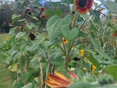 Crni suncokret Crni suncokret