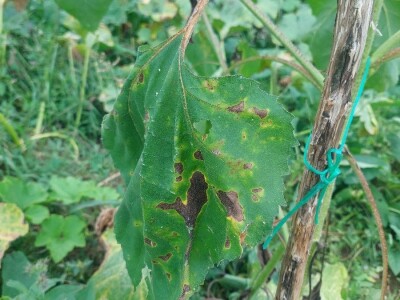 Crni suncokret Crni suncokret