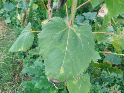 Crni suncokret Crni suncokret